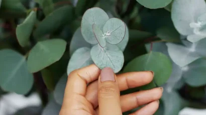 kopierpapier aus eukalyptus