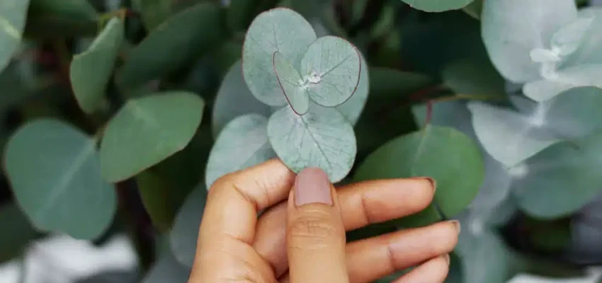 kopierpapier aus eukalyptus
