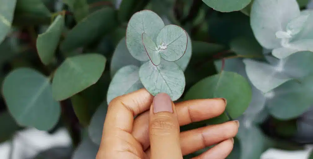 kopierpapier aus eukalyptus